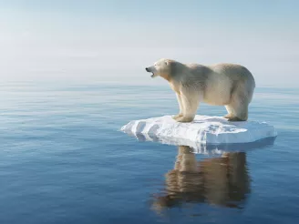 A polar bear stood on floating ice